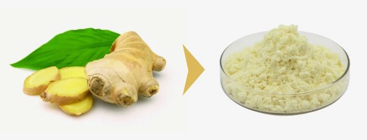 Gingerol 1% Gingerol 1%