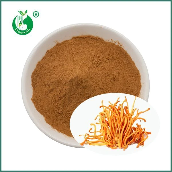 Organiczny ekstrakt z grzyba Cordyceps Militaris