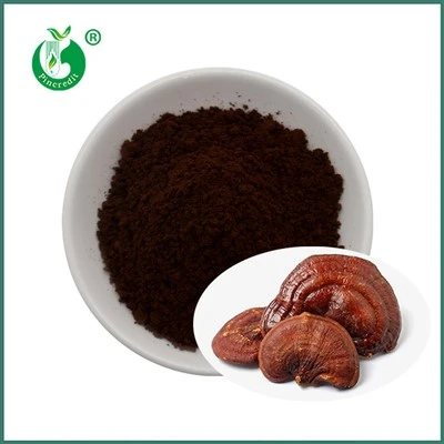 Reishi Spore w proszku
